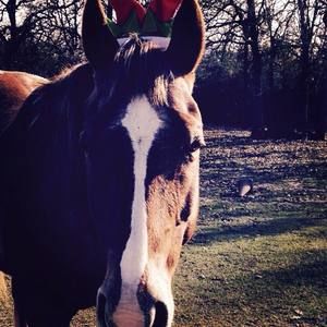 Meet your Posher, Madison